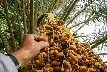 The Production And Market Value Of Deglet Noor Dates In Tunisia