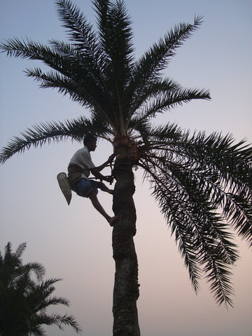 Dates Picking Tozeur Tunisia